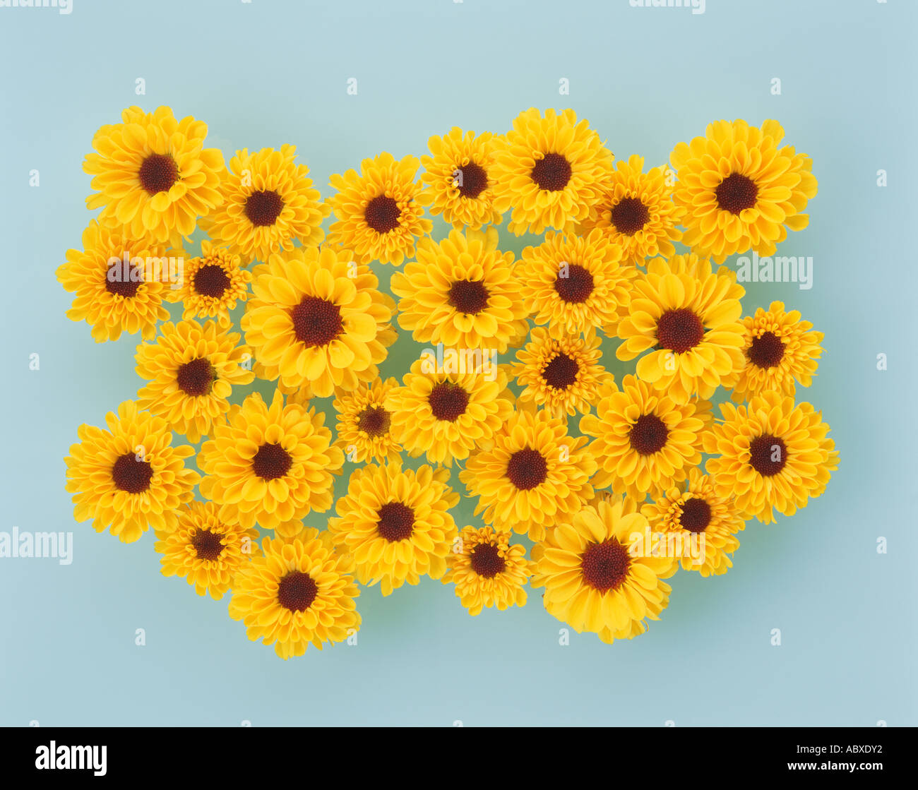 Les fleuristes chrysanthemum Banque D'Images