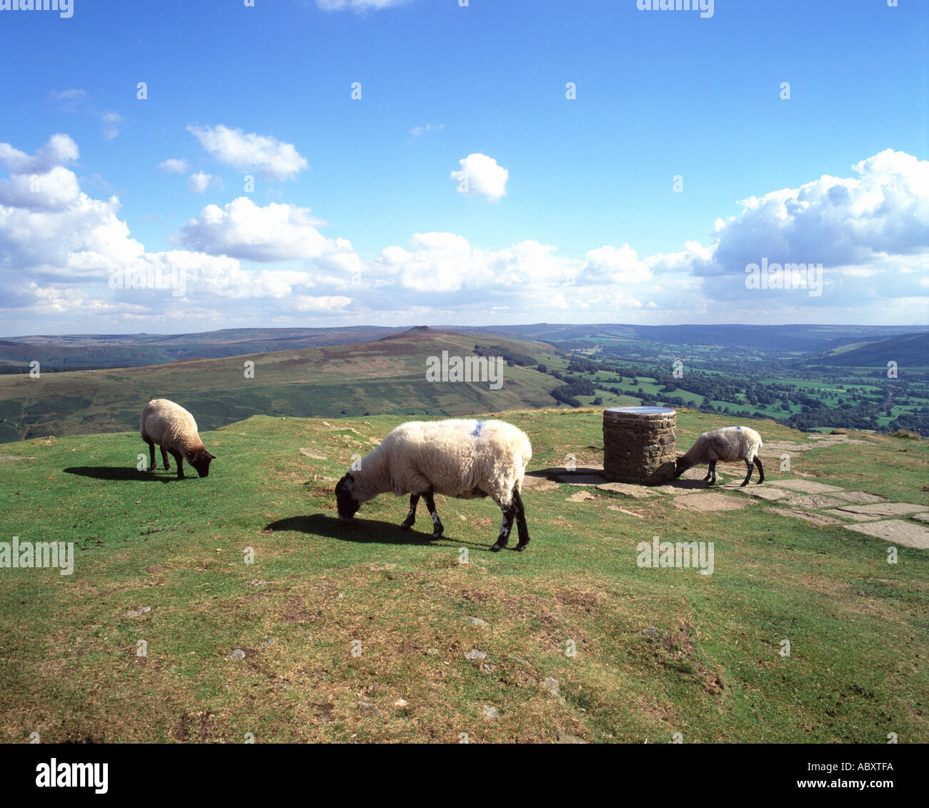 Des moutons paissant sur le sommet de la colline de perdre en vue de gagner l'espoir et Hill Valley en Angleterre's Peak District National Park Banque D'Images