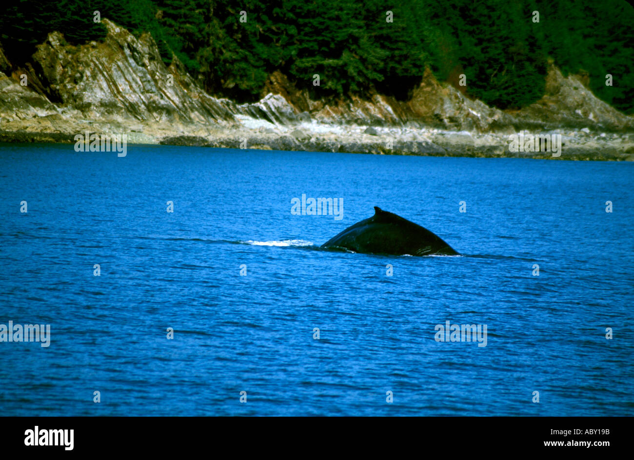 Baleine à bosse dorsale Parc national des glaciers en Alaska AK Banque D'Images