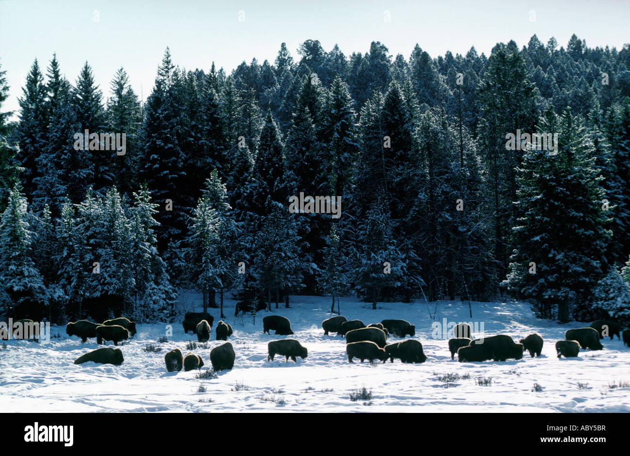 Troupeau de bisons américains Old Faithful Salon national de Yellowstone USA Banque D'Images