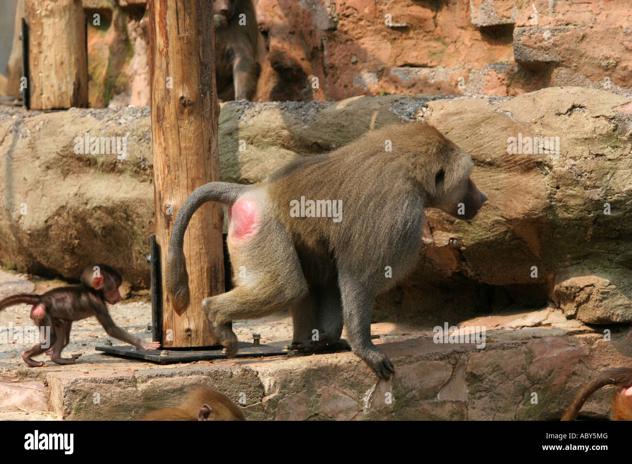 Sulawesi un macaque à Crête Macaca nigra mère est suivie par son jeune enfant au Zoo de Paignton Devon England UK réserve naturelle Banque D'Images