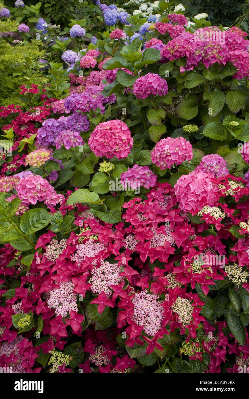 Hortensias en Woodland Garden Banque D'Images