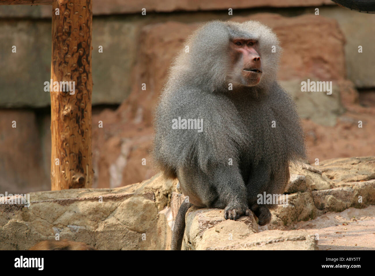 Sulawesi un macaque à Crête Macaca nigra bâille dispaying la fatigue ou l'ennui au Zoo de Paignton Devon England UK réserve naturelle Banque D'Images