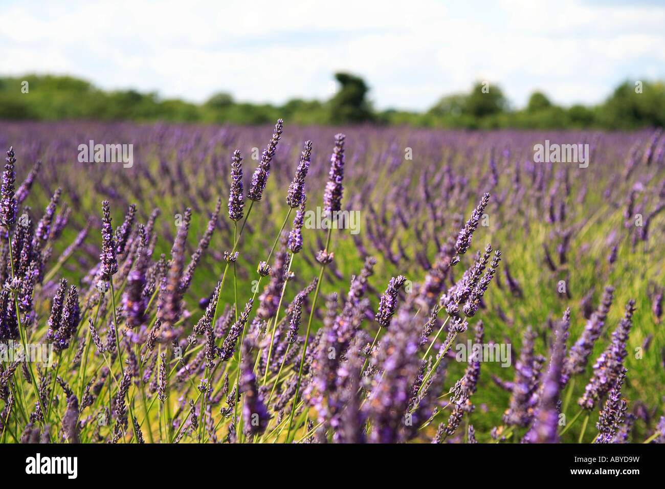 Champ de lavande, Lavendula angustifolia, and Banstead, Surrey, Angleterre Banque D'Images