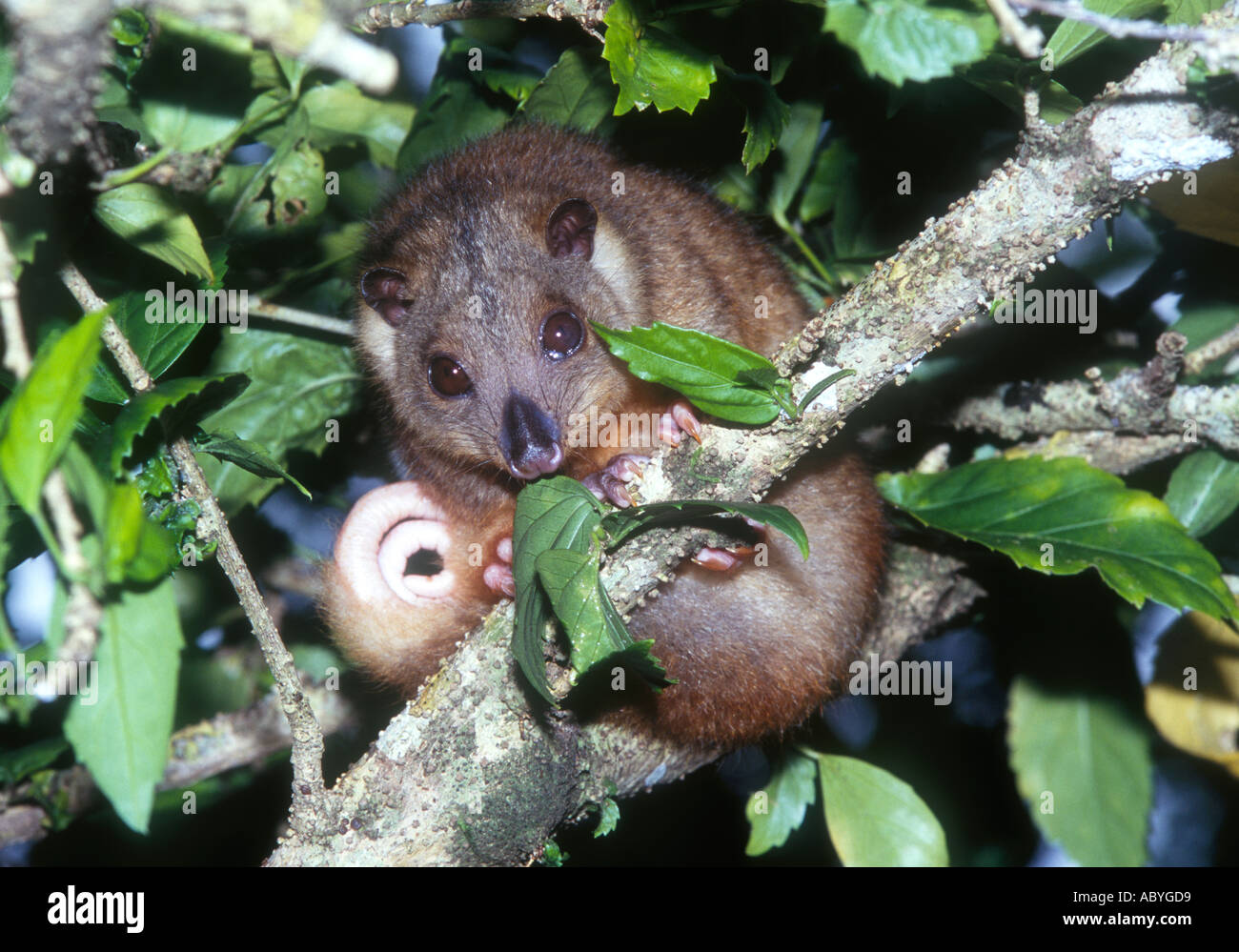 Le couscous, Phalanger maculatus, un possum comme animal trouvé dans le