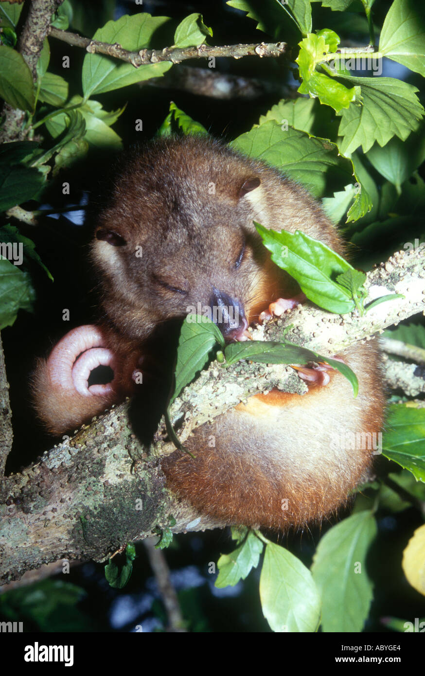 Common Spotted Cuscus Banque d'image et photos Alamy