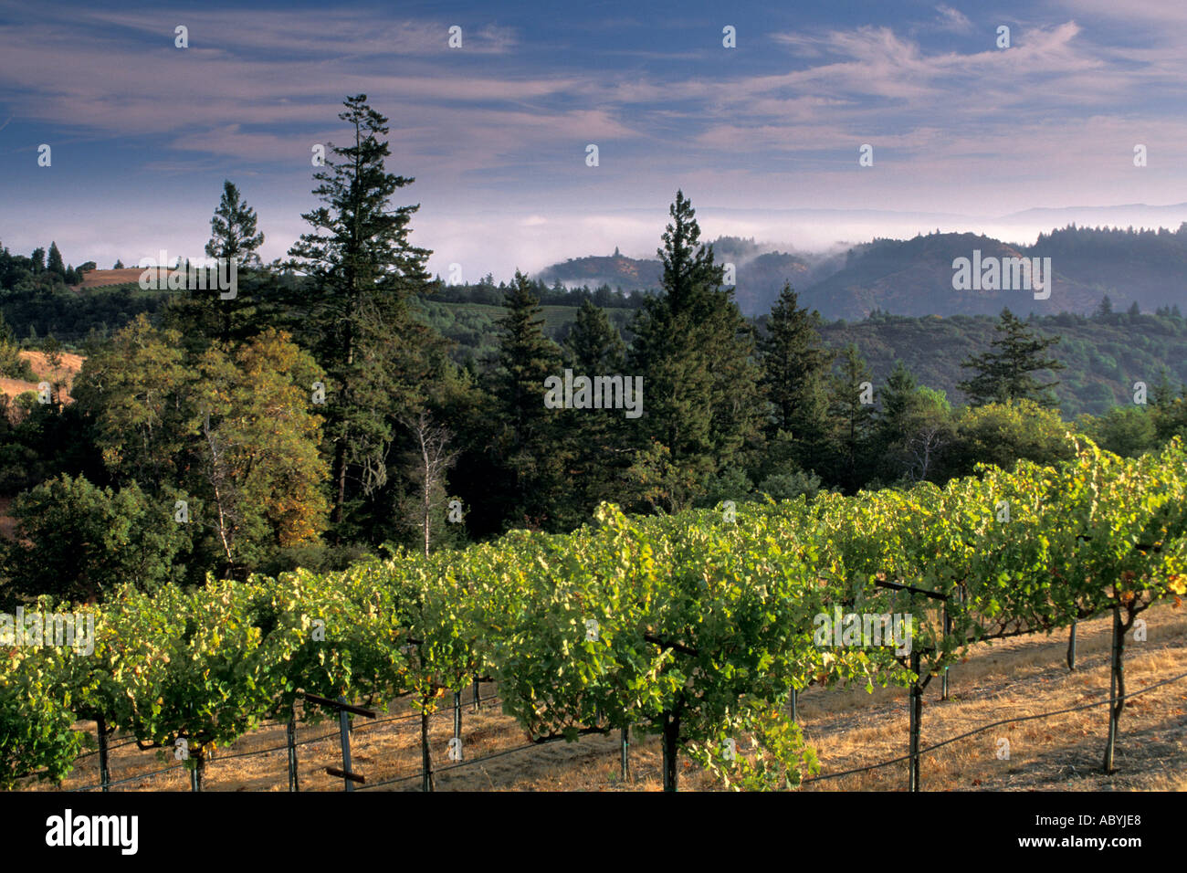 Lumière du matin sur wine vignoble dans les collines le long de la Route Mount Veeder s Caounty Napa Californie Banque D'Images
