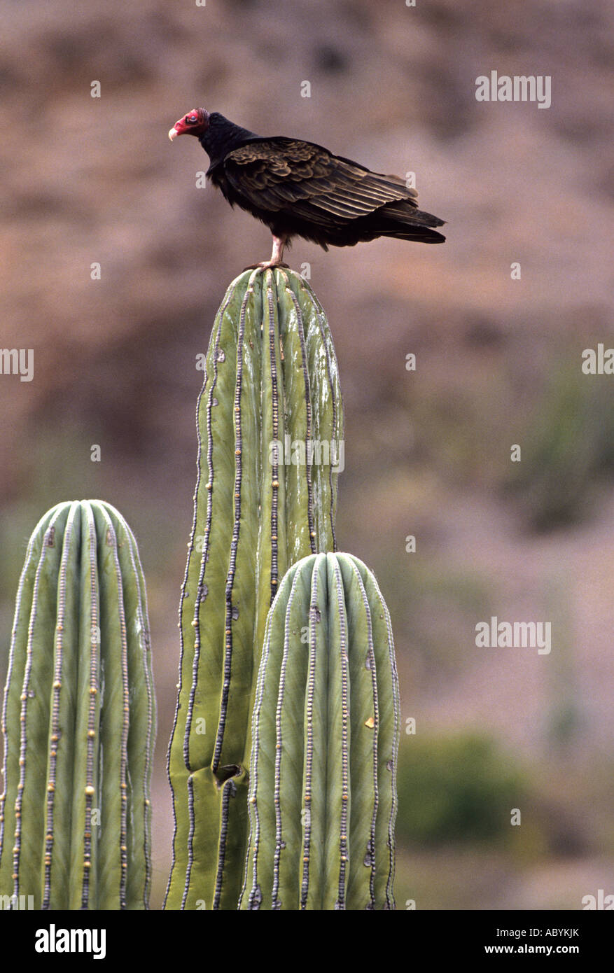 Urubu Cathartes aura cactus cardon sur le Mexique Banque D'Images