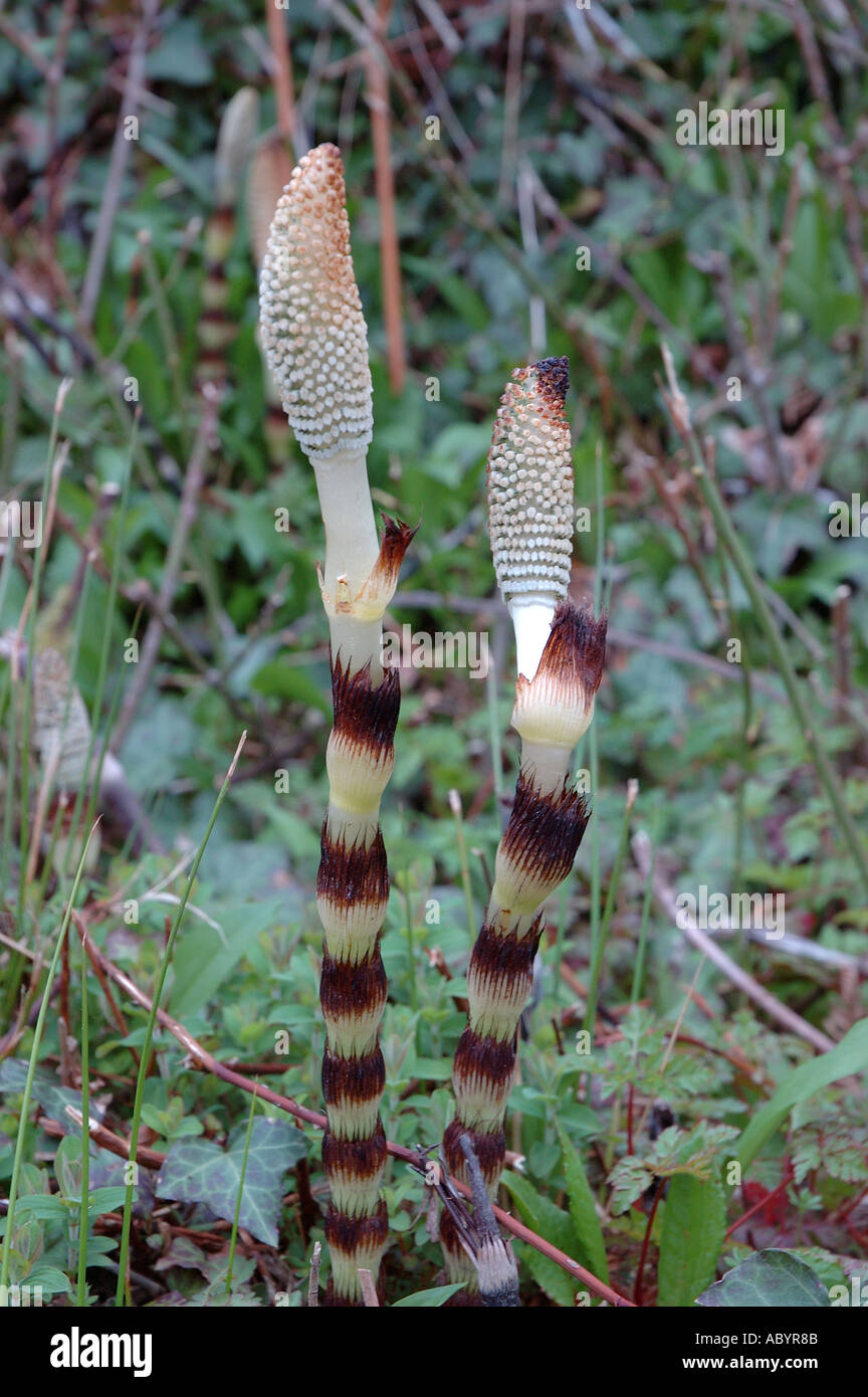 Hipparus vulgaris, Mare's Tail Banque D'Images