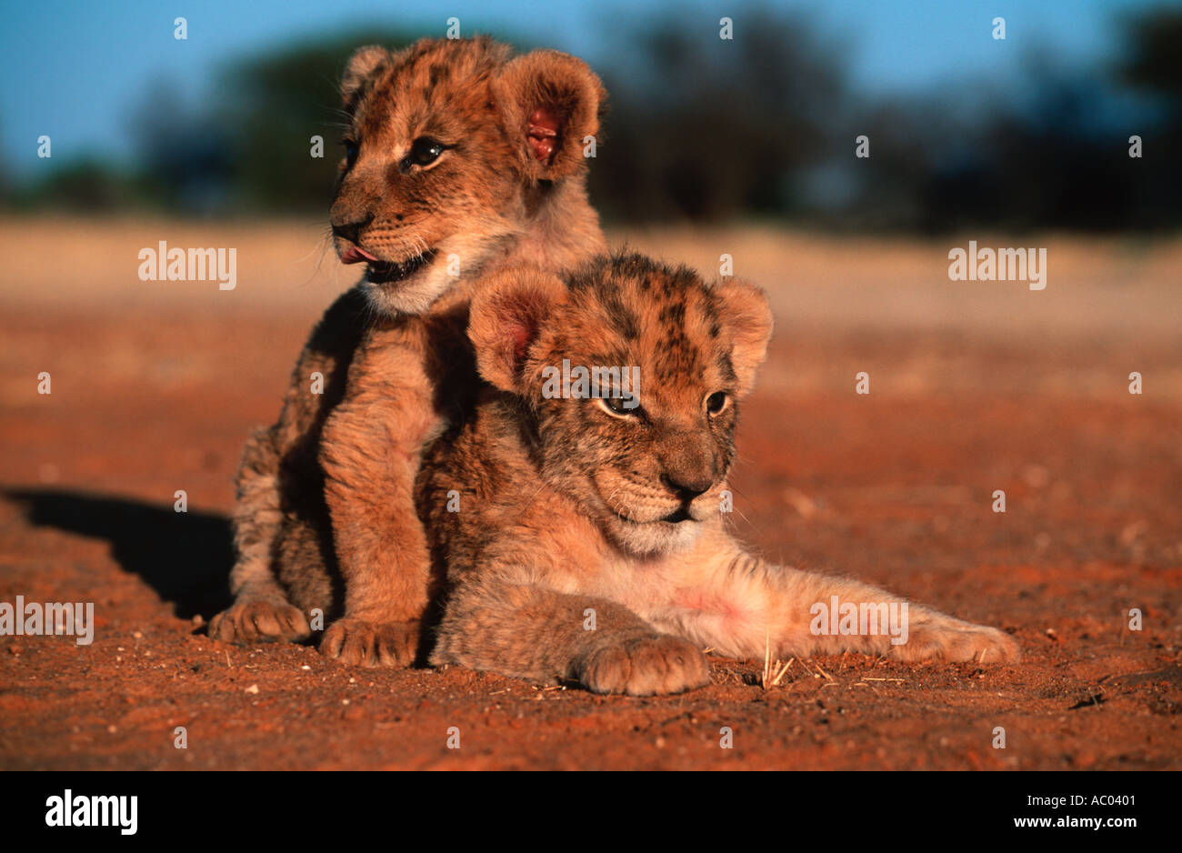 Lion Panthera leo datant d'un mois d'oursons en Namibie Banque D'Images