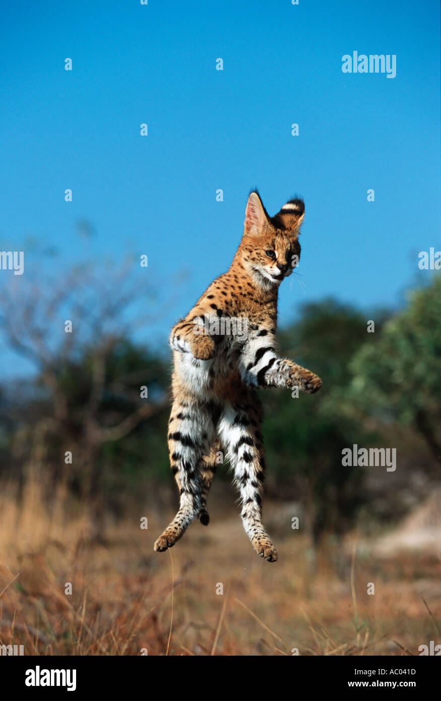 Felis Serval serval ont de longues pattes et sont capables d'aller pour les oiseaux en plein vol Afrique Banque D'Images