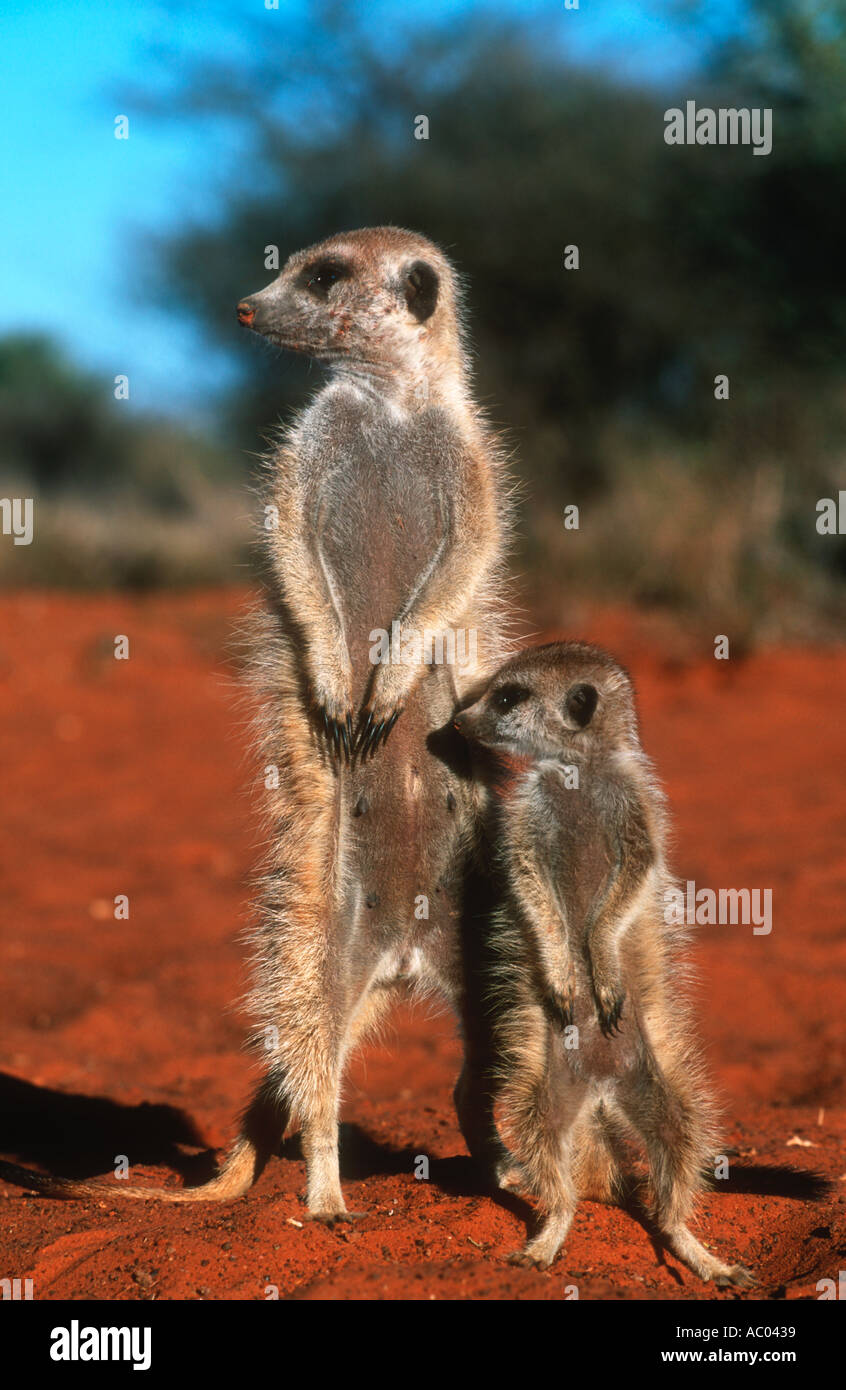 Meerkat Suricate Suricata suricatta Sentinel s se tenir debout pour avoir vue plus large de l'Afrique du sud du désert de Kalahari zone Banque D'Images