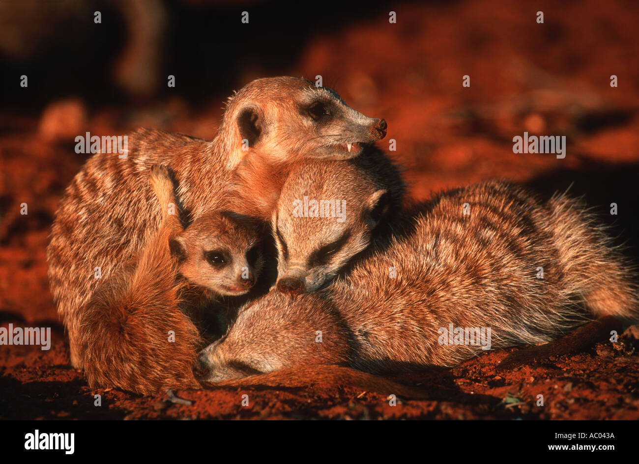 Meerkat Suricate Suricata suricatta toilettage mutuel est une importante activité sociale désert du Kalahari en Afrique du Sud Banque D'Images