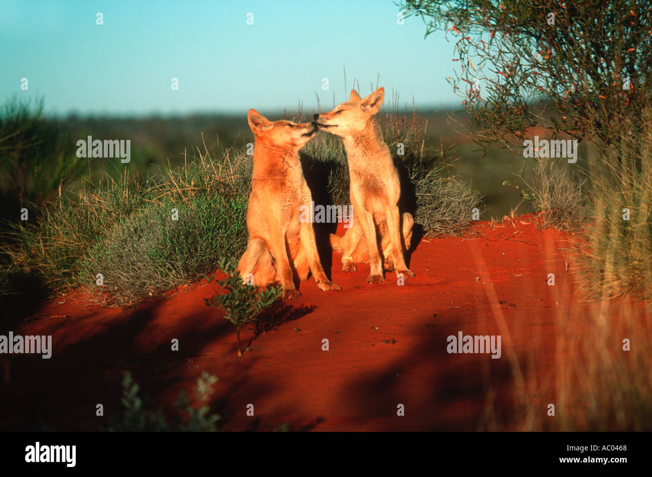 Dingo Canis familiaris dingo a présenté à l'Australie il y a environ 3 000 ans l'Australie Banque D'Images