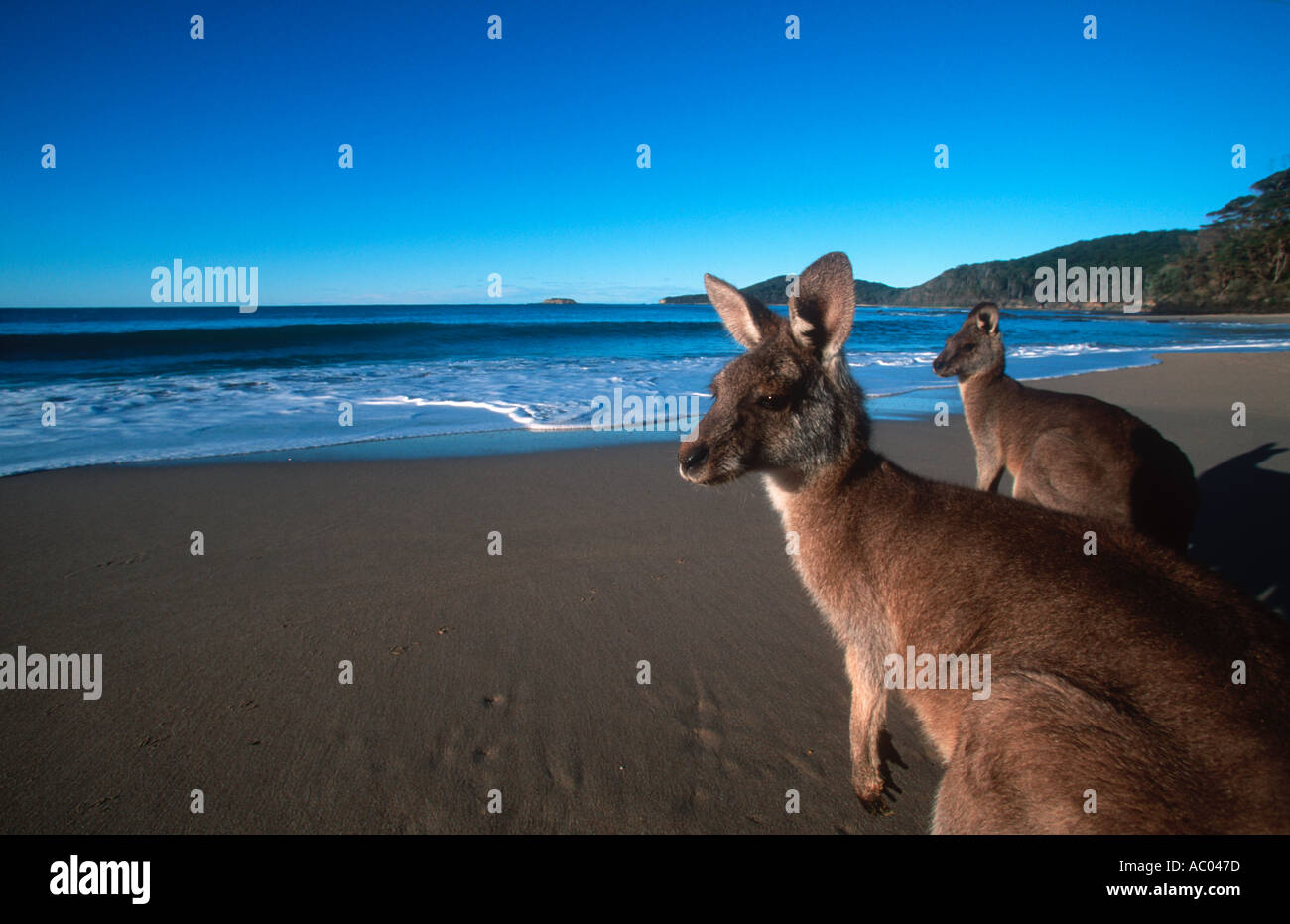 Macropus giganteus kangourou gris de l'est sur la plage en Australie Banque D'Images
