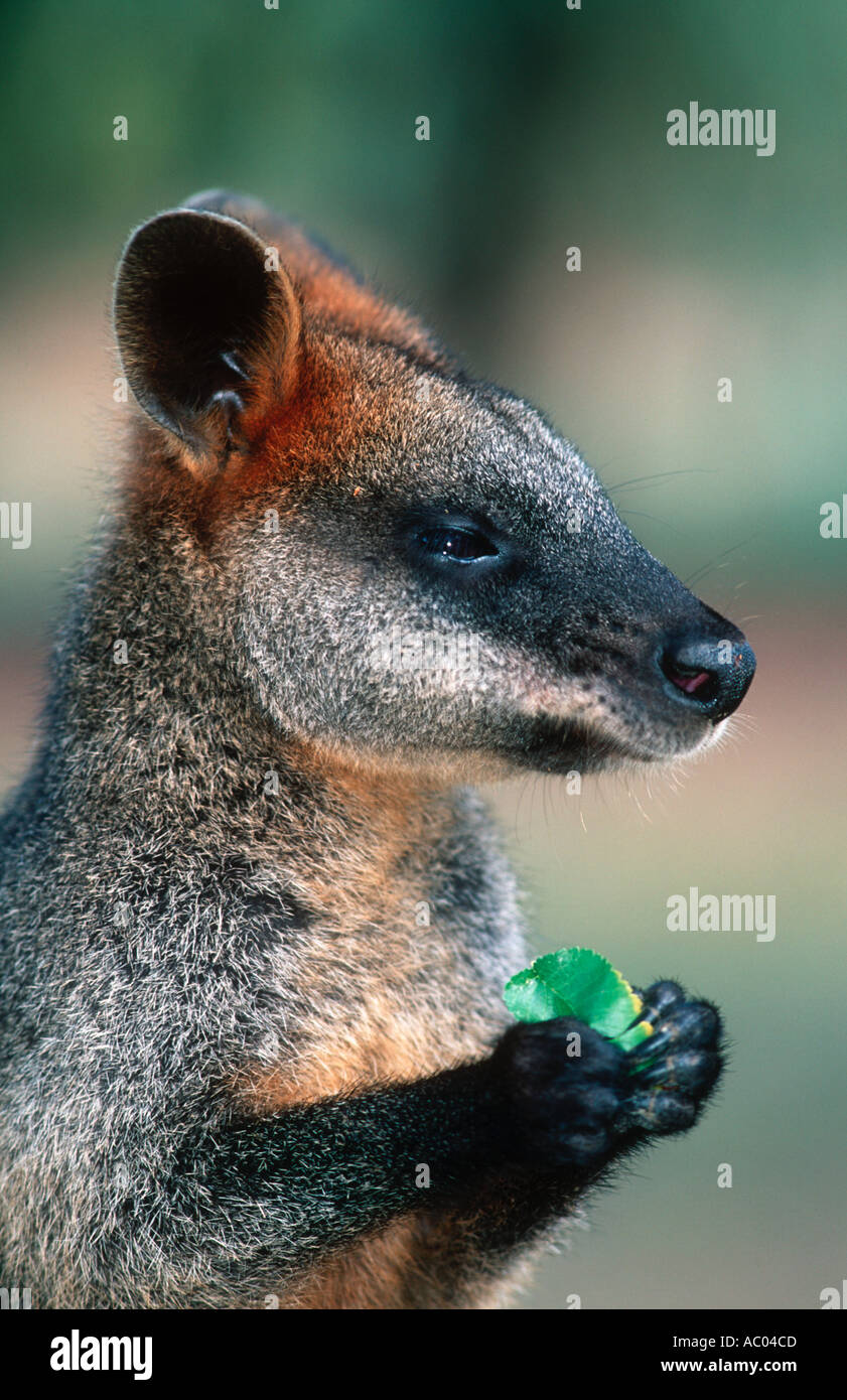 Swamp Wallaby Wallabia bicolor Marsupial Australie Banque D'Images