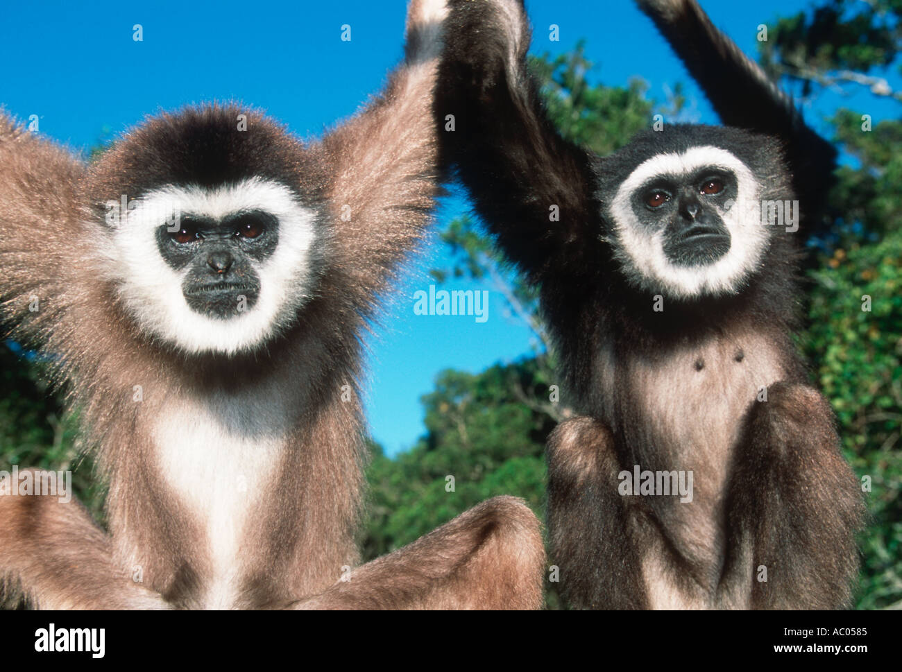 Gibbon Hylobates lar blanc remis des espèces vulnérables Thaïlande Péninsule malaise Sumatra Banque D'Images