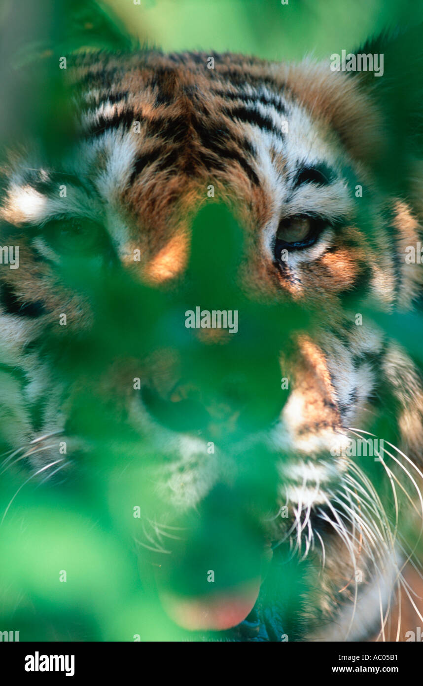 Tiger Panthera tigris Espèces en Asie, mais disparu en grande partie de son aire de répartition Banque D'Images Tiger Panthera tigris Espèces en Asie, mais disparu en grande partie de son aire de répartition Banque D'Images