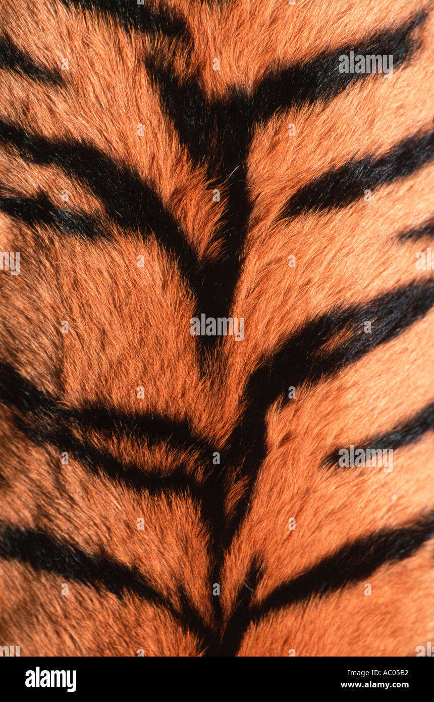 Panthera tigris tigre motif peau montrant l'Asie en danger mais éteinte dans une grande partie de son aire de répartition Banque D'Images
