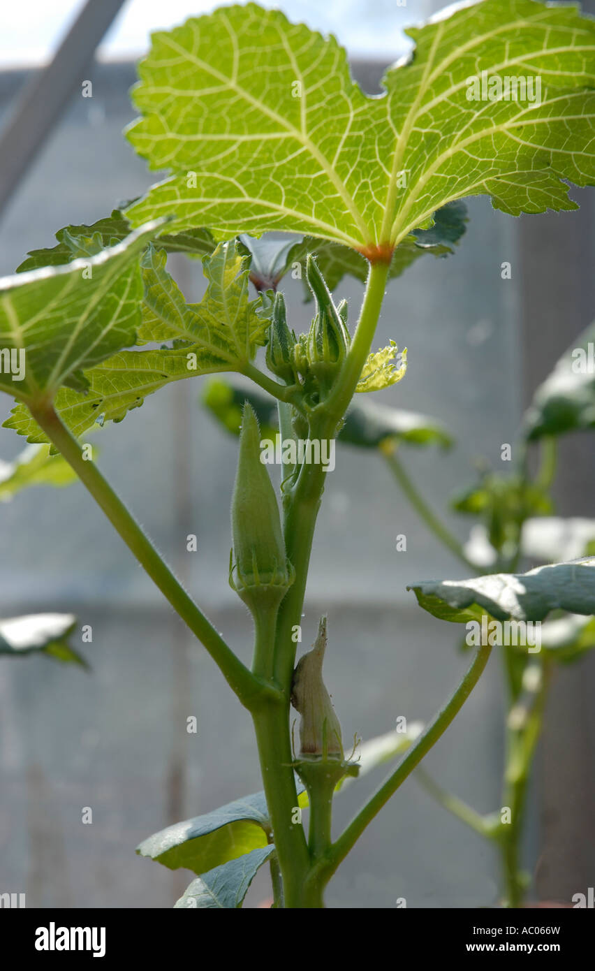 L'okra ou Mesdames doigts poussant dans un pot. Banque D'Images