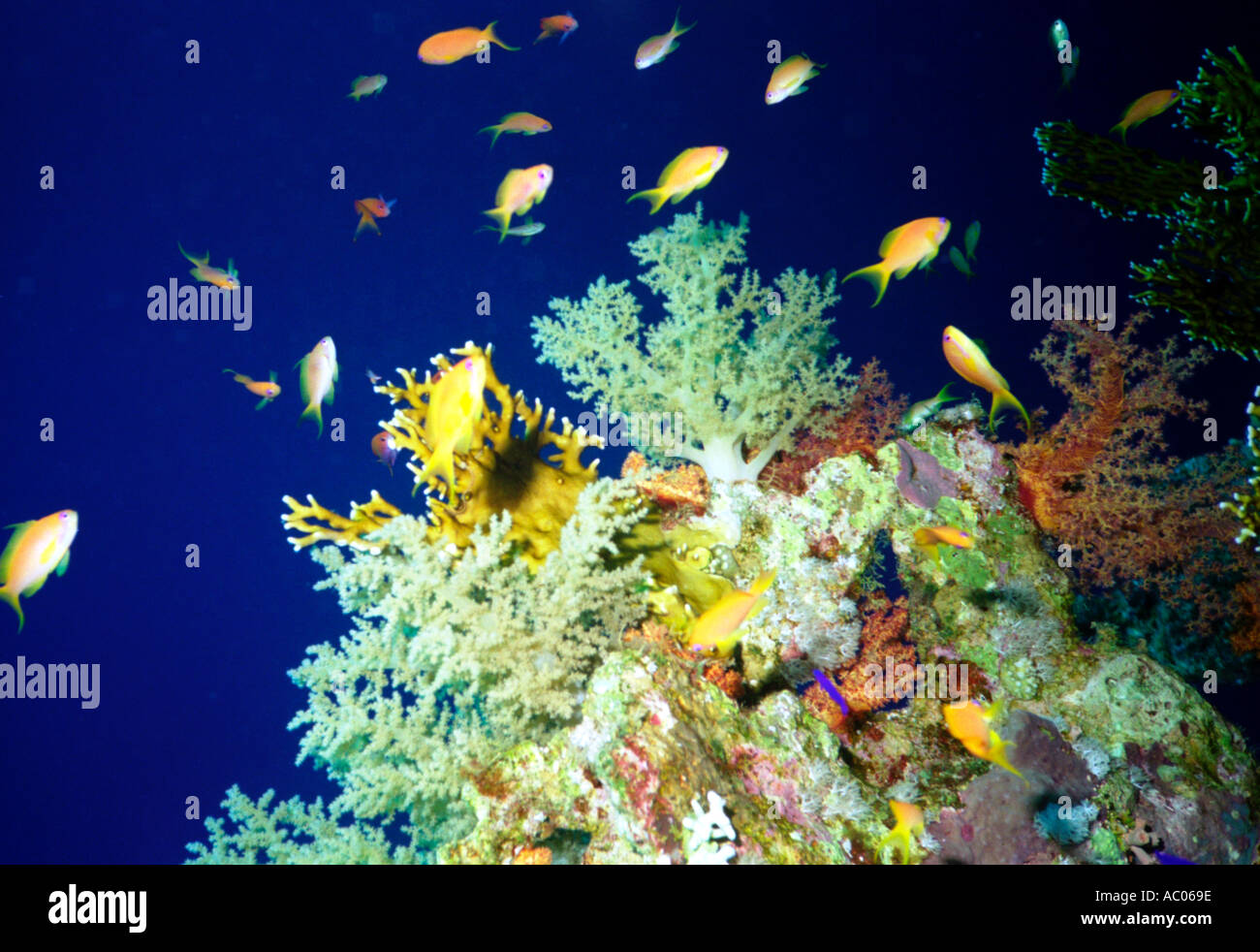 La Mer Rouge avec tête de corail mou de poissons de corail Banque D'Images