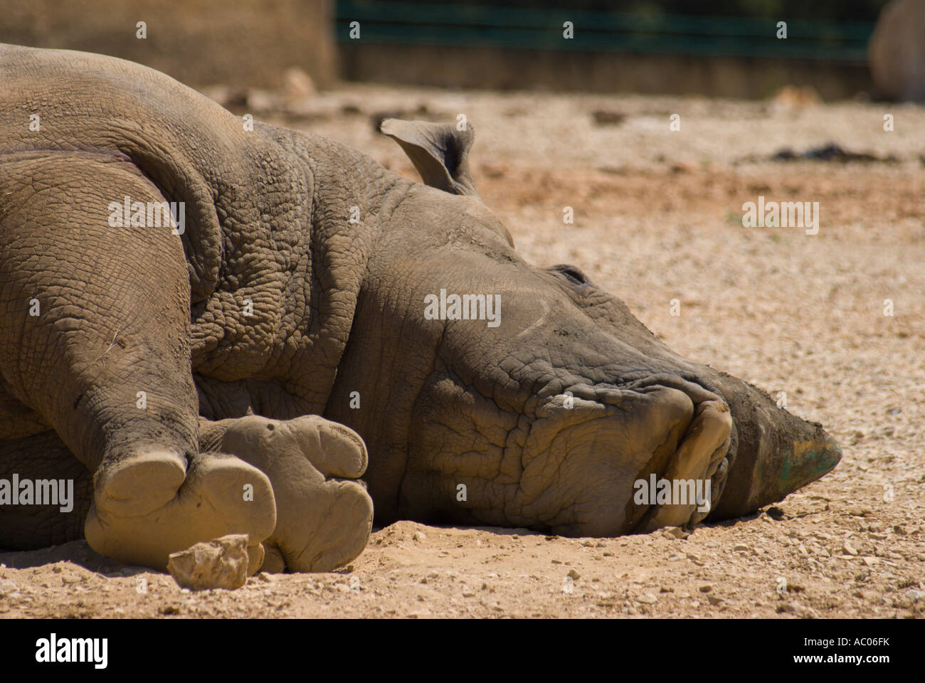 La formation inhabituelle de la bouche du rhinocéros pour le pâturage et la grande patins de ses pieds Banque D'Images