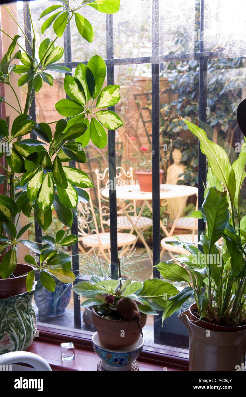 Plantes d'intérieur on windowsill avec barres de sécurité Banque D'Images