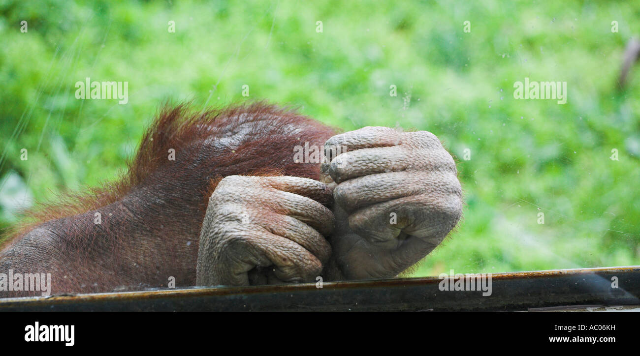 En cachant une jeune femme 10 ans, de l'orang-outan de Bornéo se cacher derrière ses mains serrées Banque D'Images