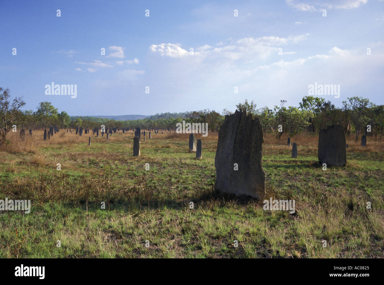 L'Australie Territoire du nord magnétique mounds Banque D'Images