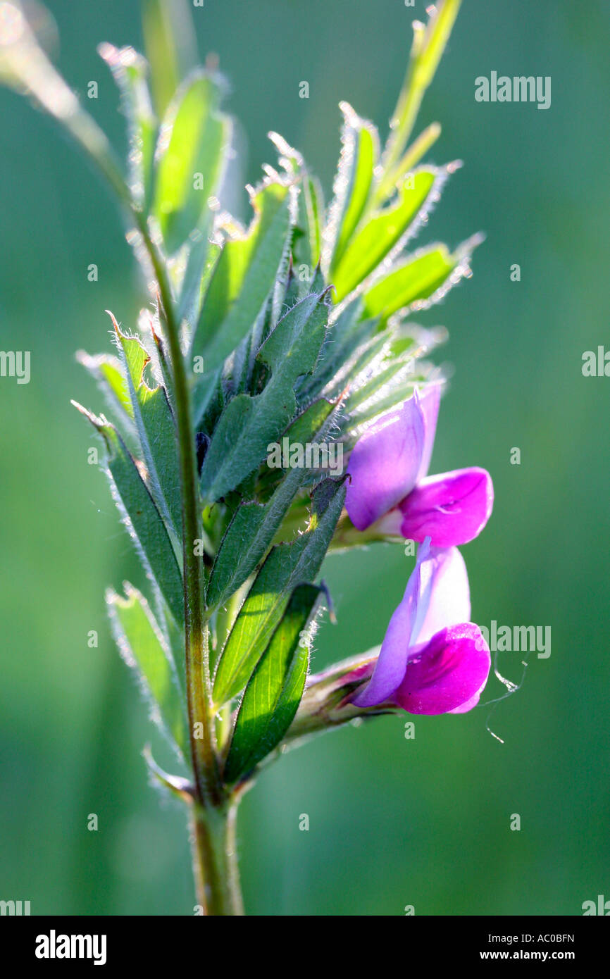 La vesce pourpre, Vicia sativa Banque D'Images