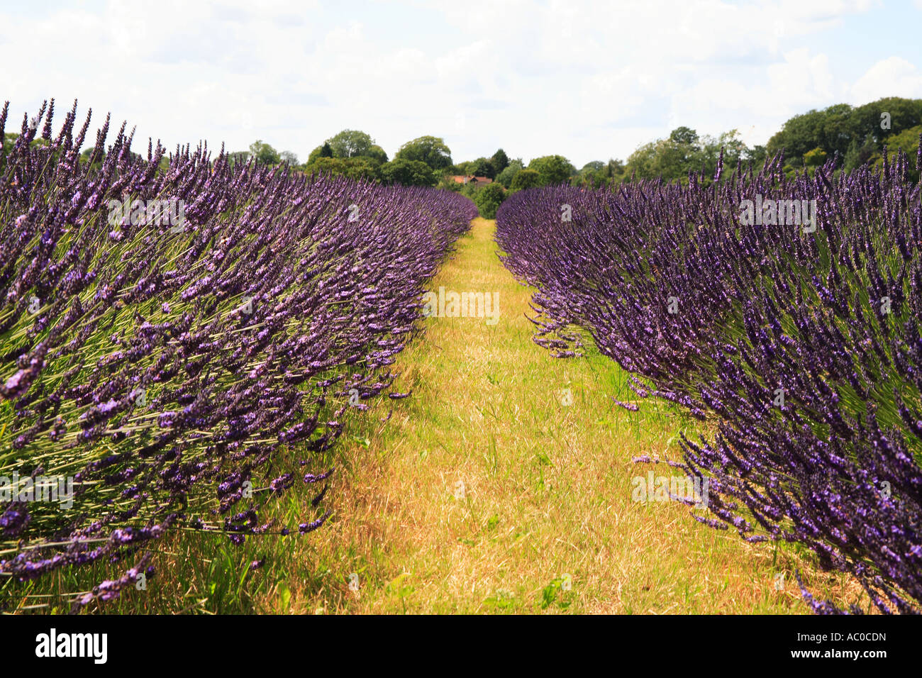 Champ de lavande, Lavendula angustifolia, Surrey, Angleterre Banque D'Images