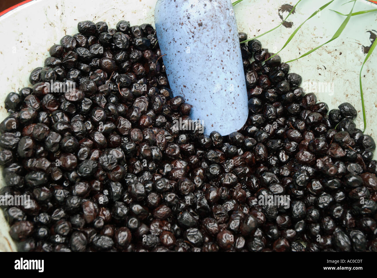 Une baignoire remplie d'olives noires séchées avec un scoop bleu dans les marchés de Fes, Maroc Banque D'Images