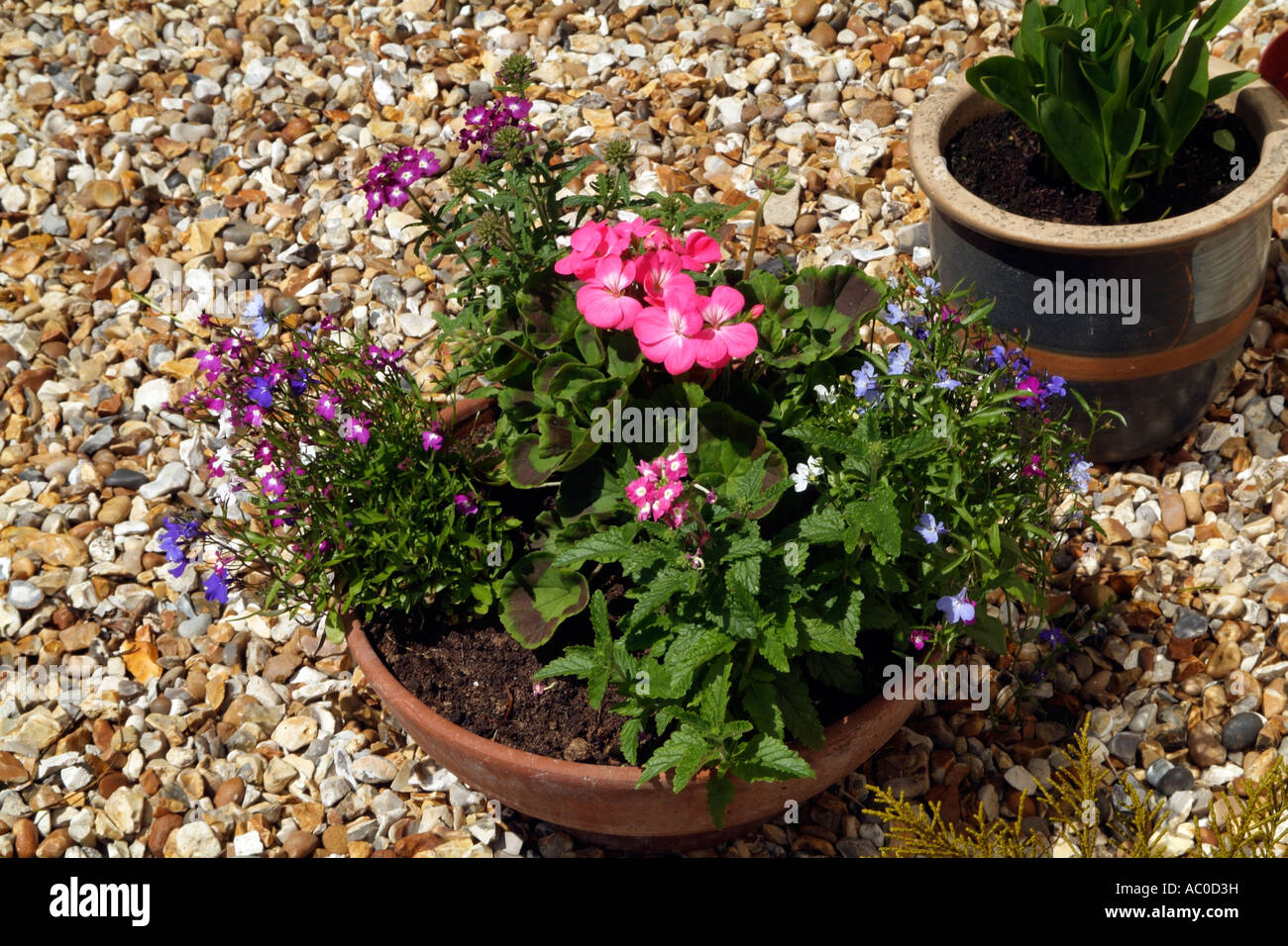 Des pots de fleurs et d'un patio situé sur un jardin anglais Jardinage gravier Banque D'Images