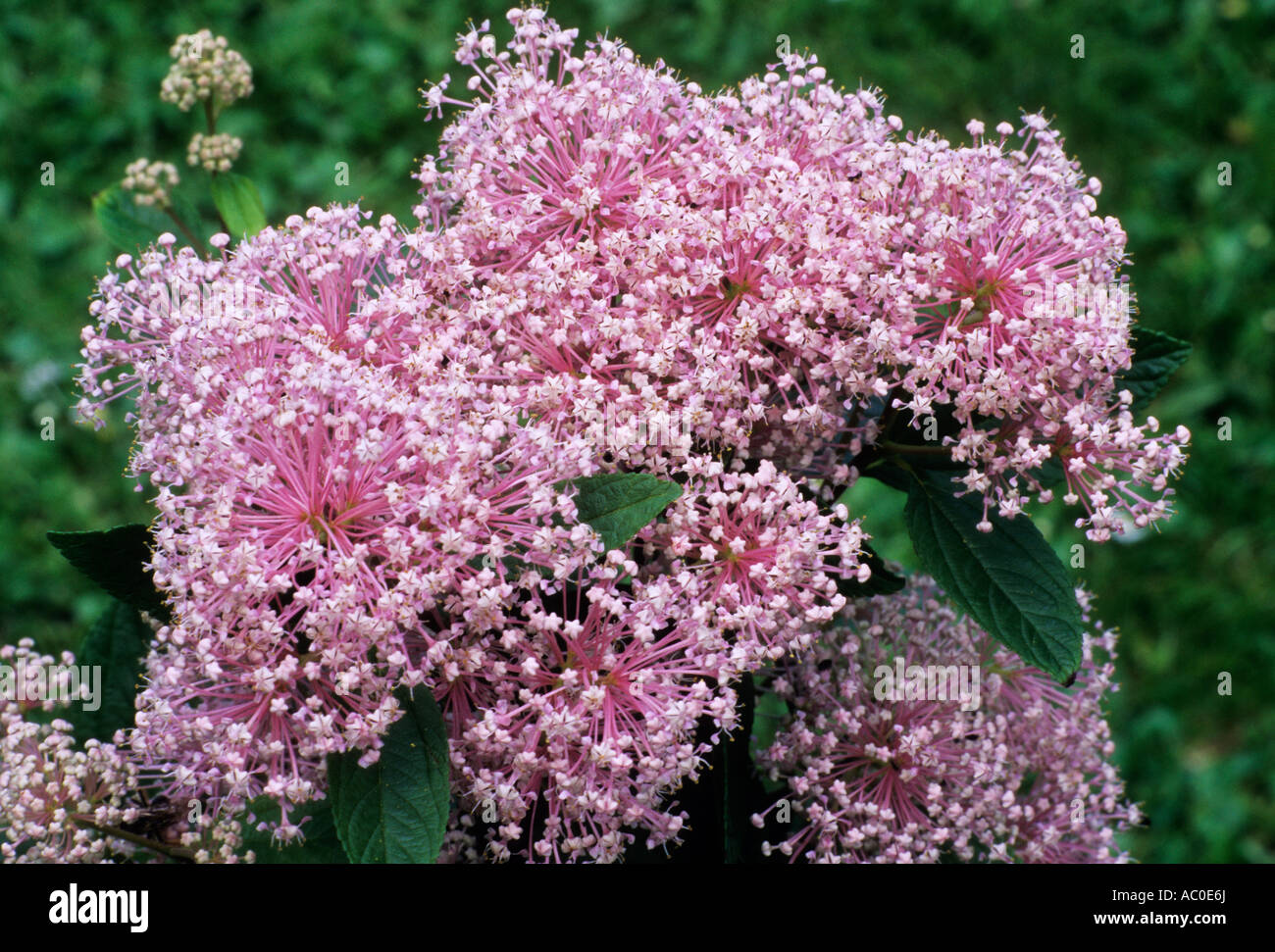 Ceanothus x pallidus Marie Simon Banque D'Images