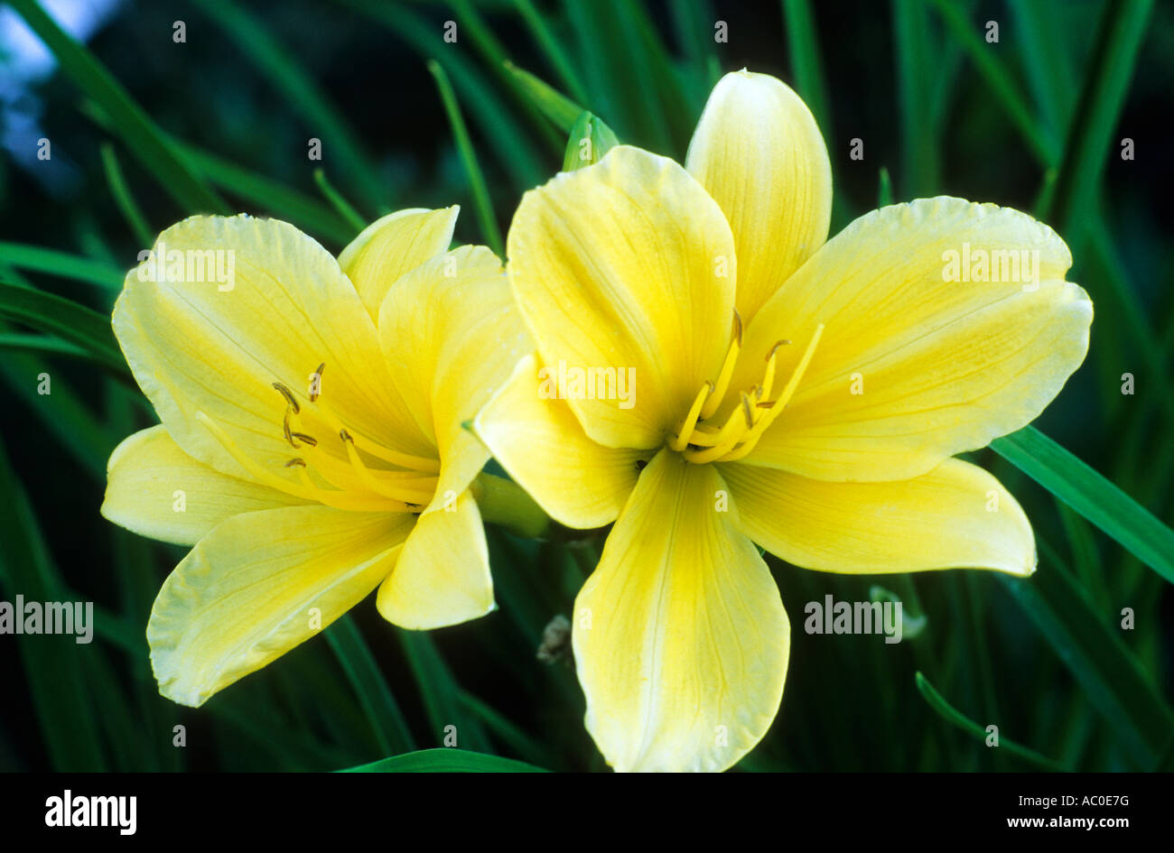 Hemerocallis Stella de Oro, lis du jour Banque D'Images