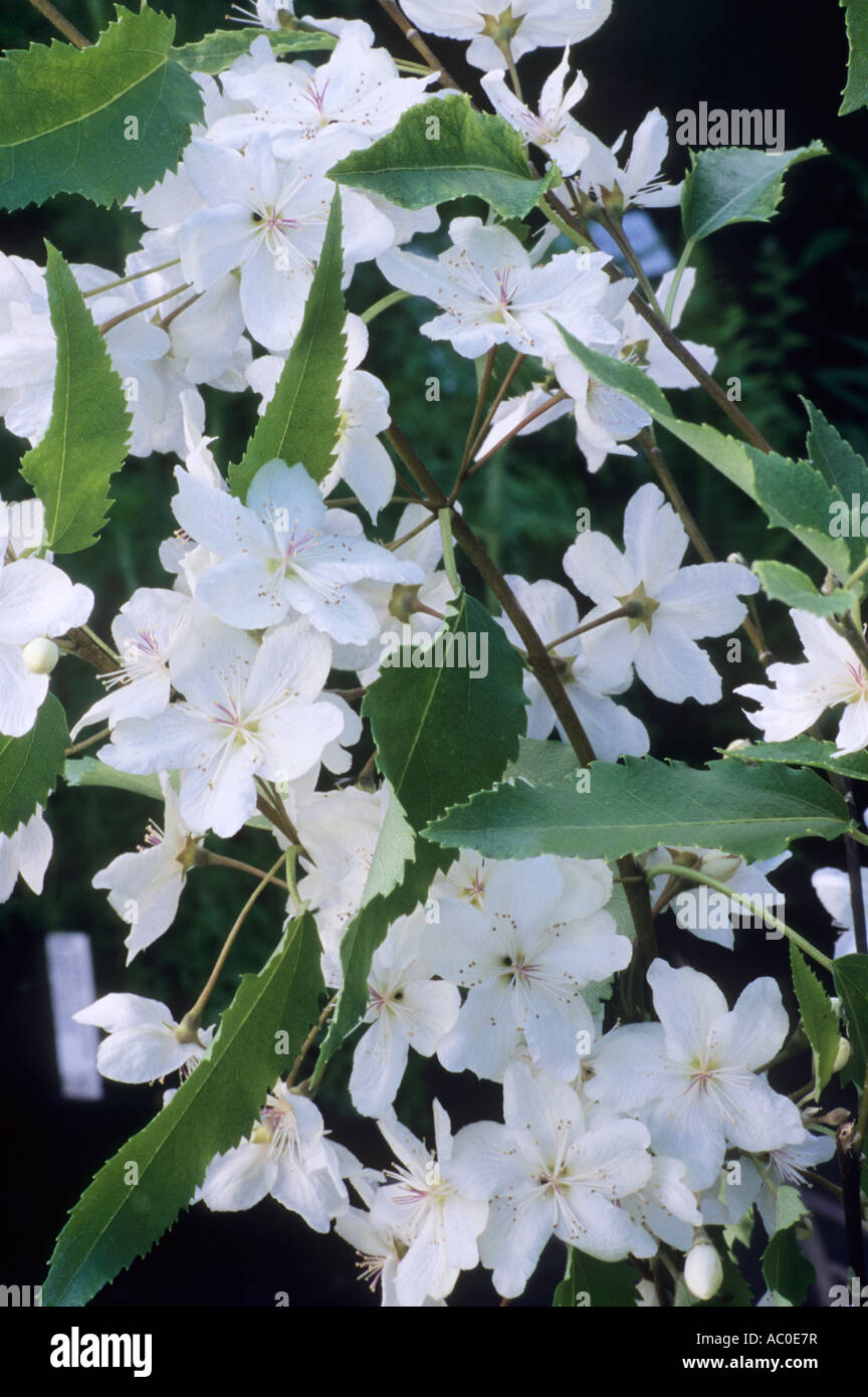 Hoheria sexstylosa Ribbonwood Banque D'Images