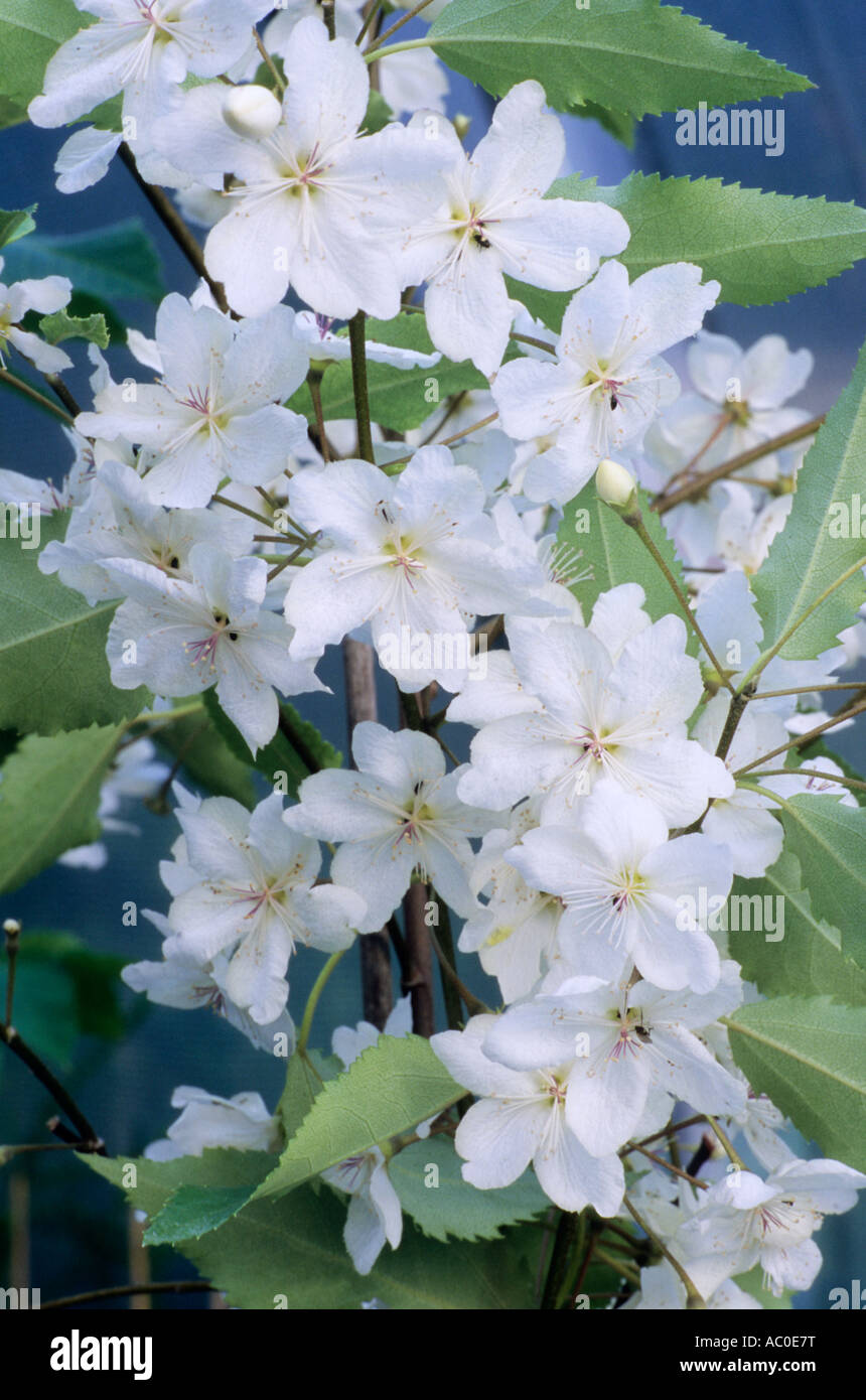 Hoheria sexstylosa Ribbonwood Banque D'Images