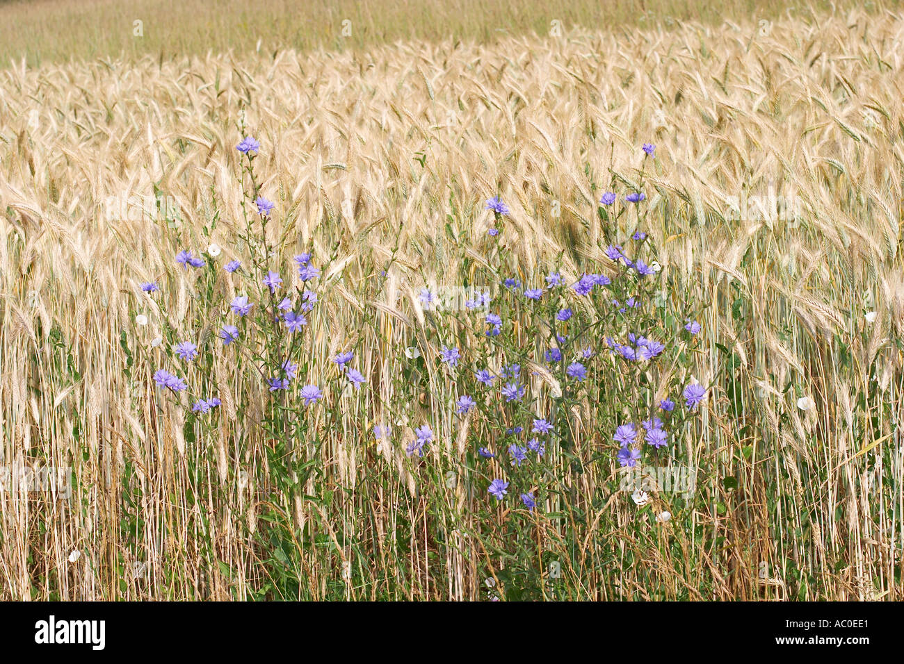 Champ de céréales avec chicorée Cichorium intybus culture en Slovénie Kozjansko paysage Banque D'Images