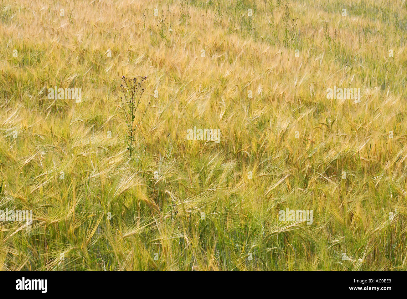 Champ de céréales dans la culture de la Slovénie Kozjansko paysage Banque D'Images