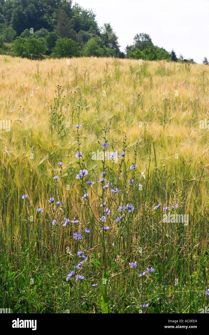 Champ de céréales avec chicorée Cichorium intybus culture en Slovénie Kozjansko paysage Banque D'Images