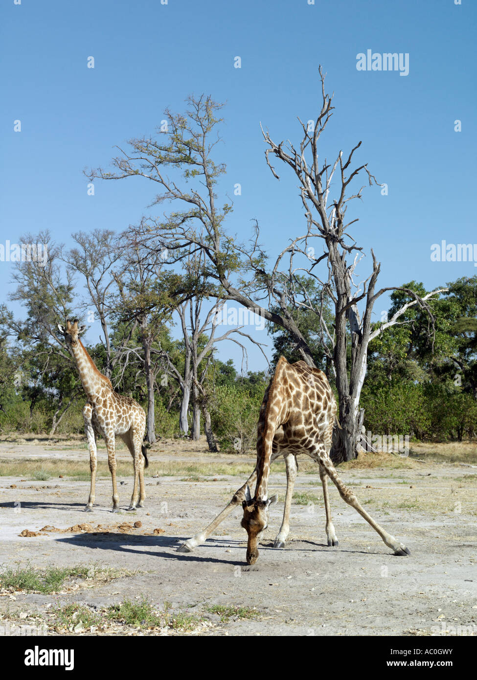 Une girafe lèche le sel près de la rivière Kwaï sur l'angle nord-est de la Moremi Banque D'Images