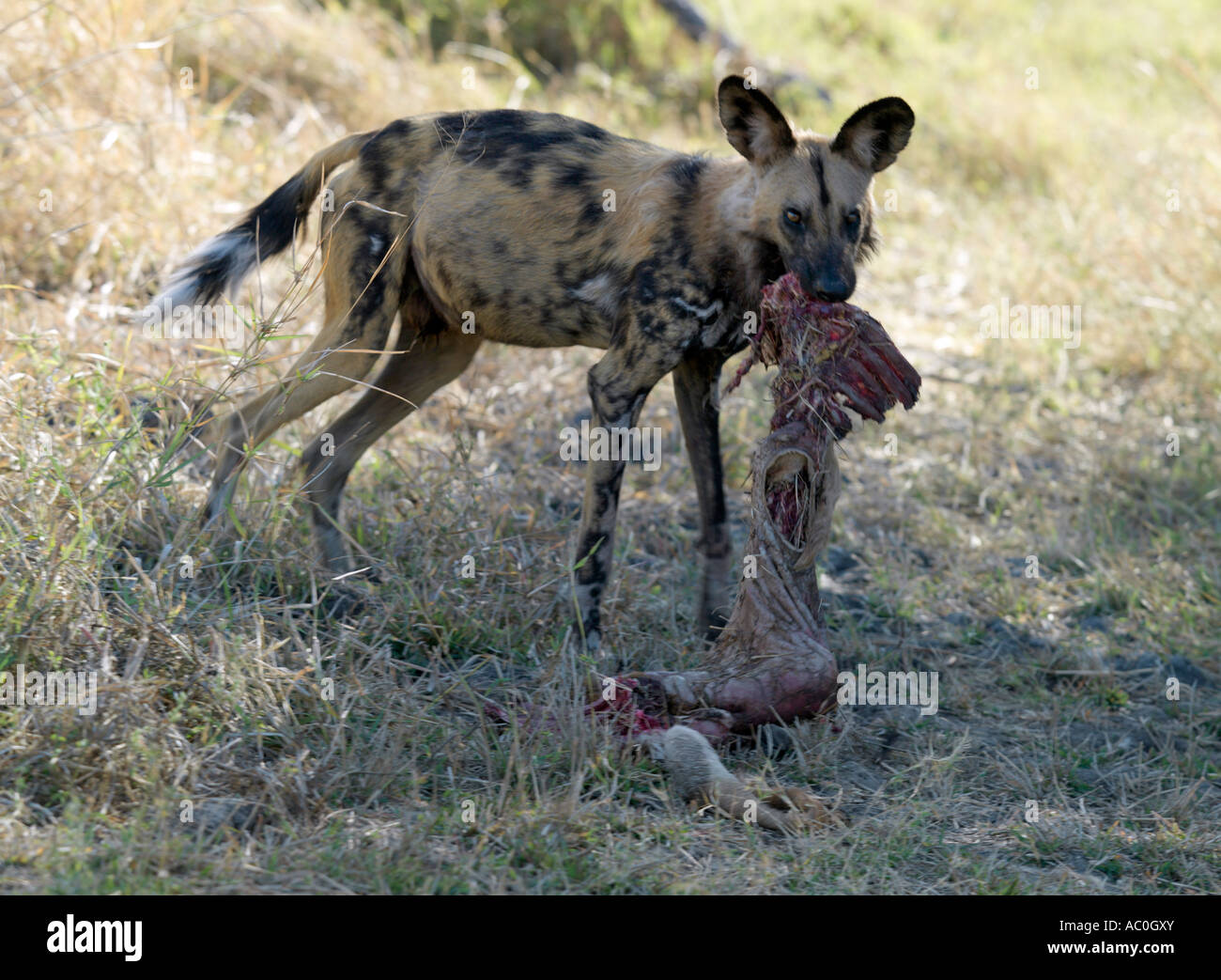 Un chien sauvage avec ses tuer près de la rivière Kwaï dans l'angle nord-est de la Moremi Banque D'Images