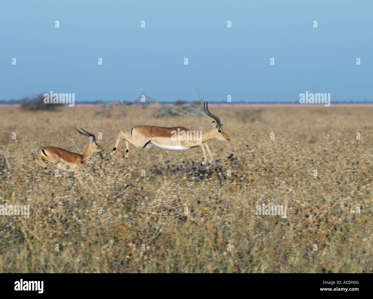 Un impala saute dans l'herbe haute à Savuti Banque D'Images