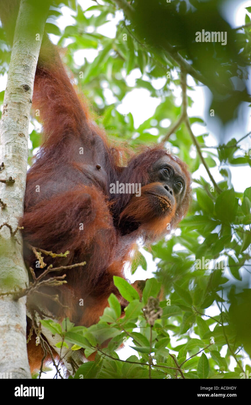 Les orangs-outans sauvages dans les paramètres arboral dans la forêt tropicale près de Sepilok Bornéo Banque D'Images