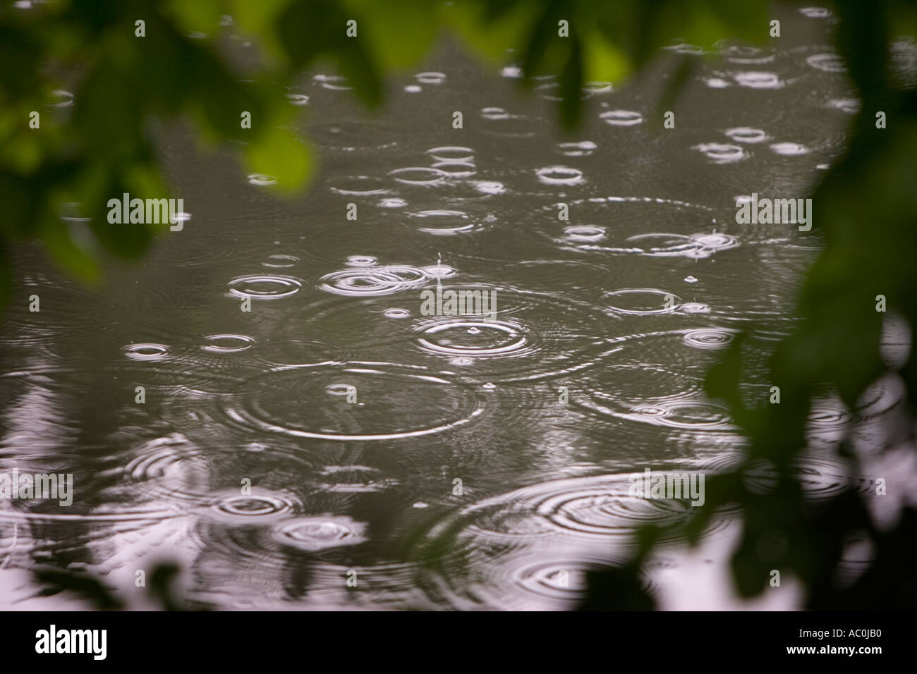 Les gouttes de pluie qui tombent sur un lac Banque D'Images