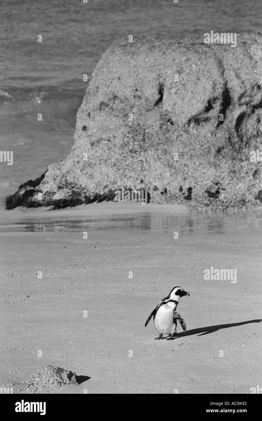 Jackass penguin à à droite en face de la Baie des Rochers rochers nr Cape Town Afrique du Sud Banque D'Images