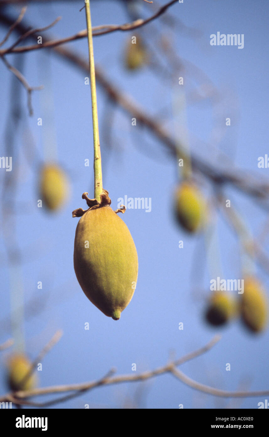 Le fruit du baobab - Kani Kombole, Pays dogon, Mali Banque D'Images