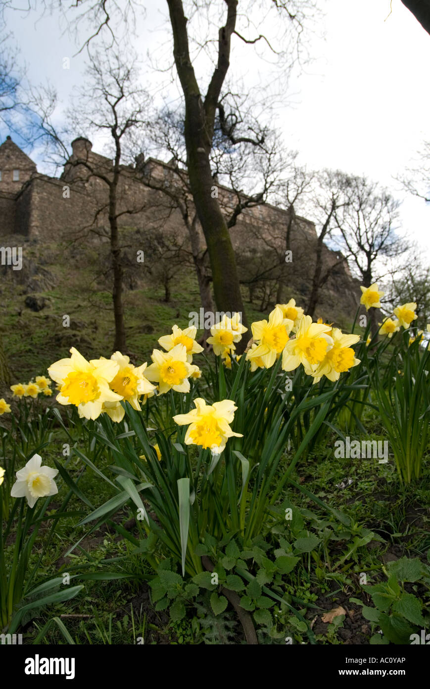 Les jonquilles sur à la base de château d'Edimbourg sur le bord de la rue Princes Street Gardens Banque D'Images