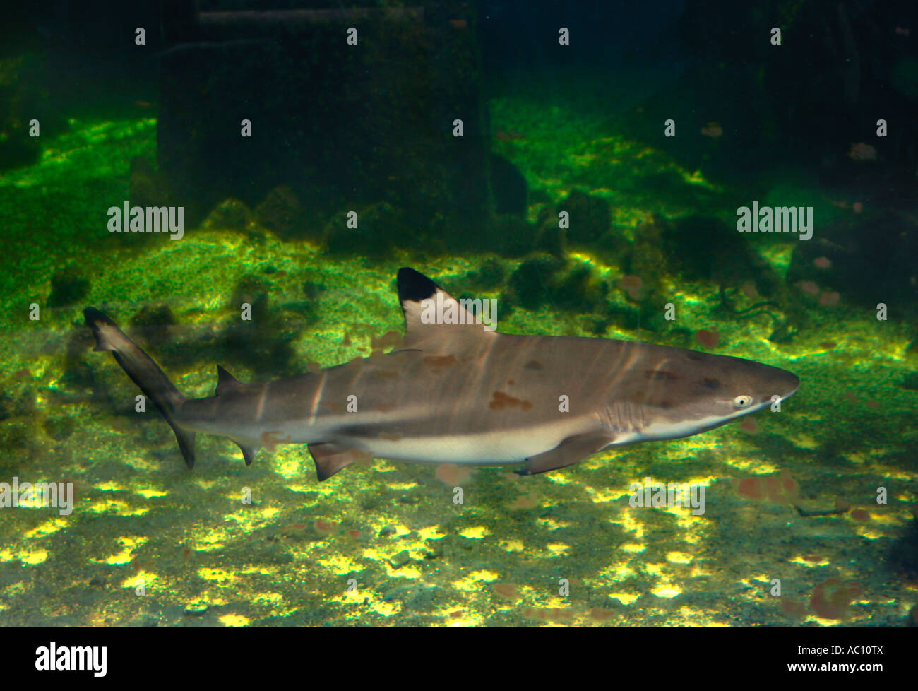 Un requin à pointe noire. (Carcharhinus limbatus). Banque D'Images