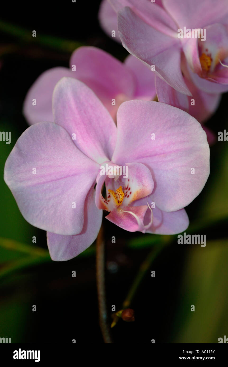 Orchidea Phalaenopsis Orchidée fleur Banque D'Images